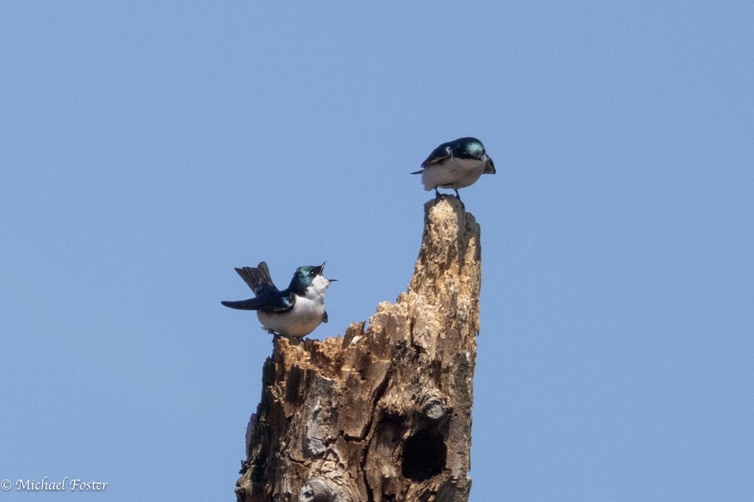 Sumpfschwalbe - ML654610908