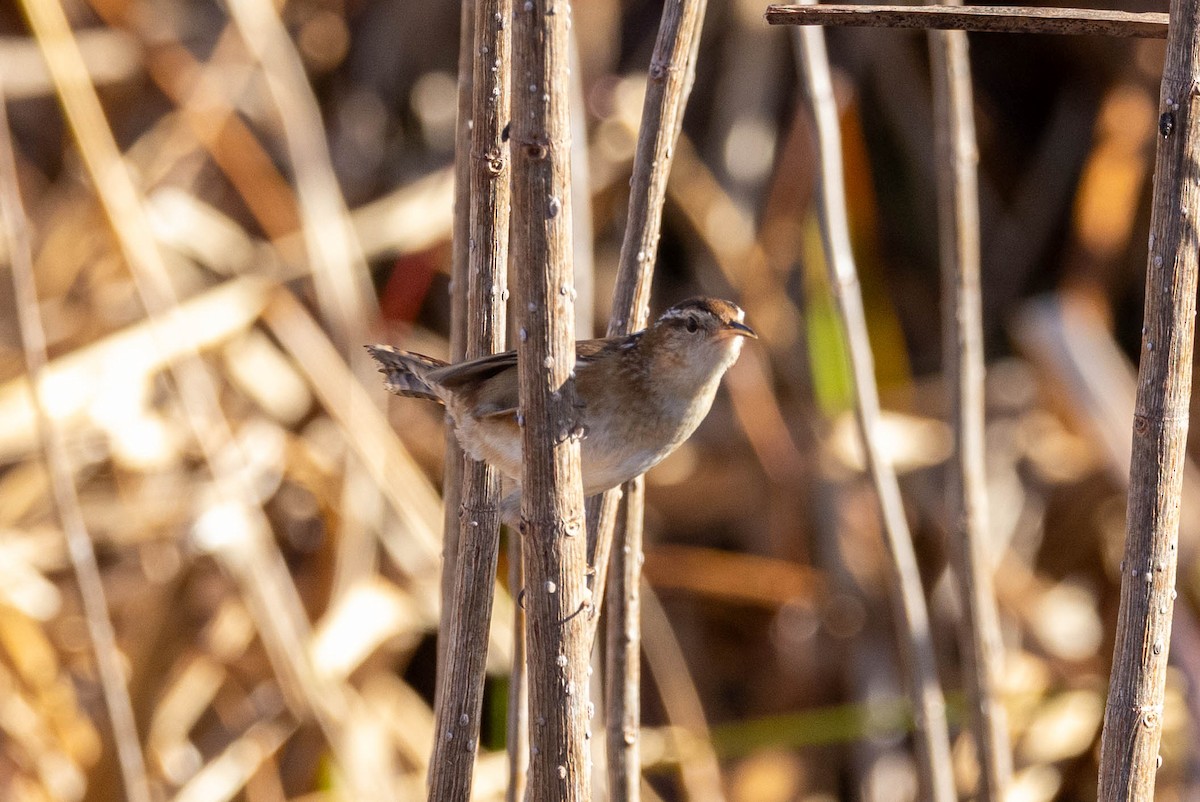 Marsh Wren - ML654611456