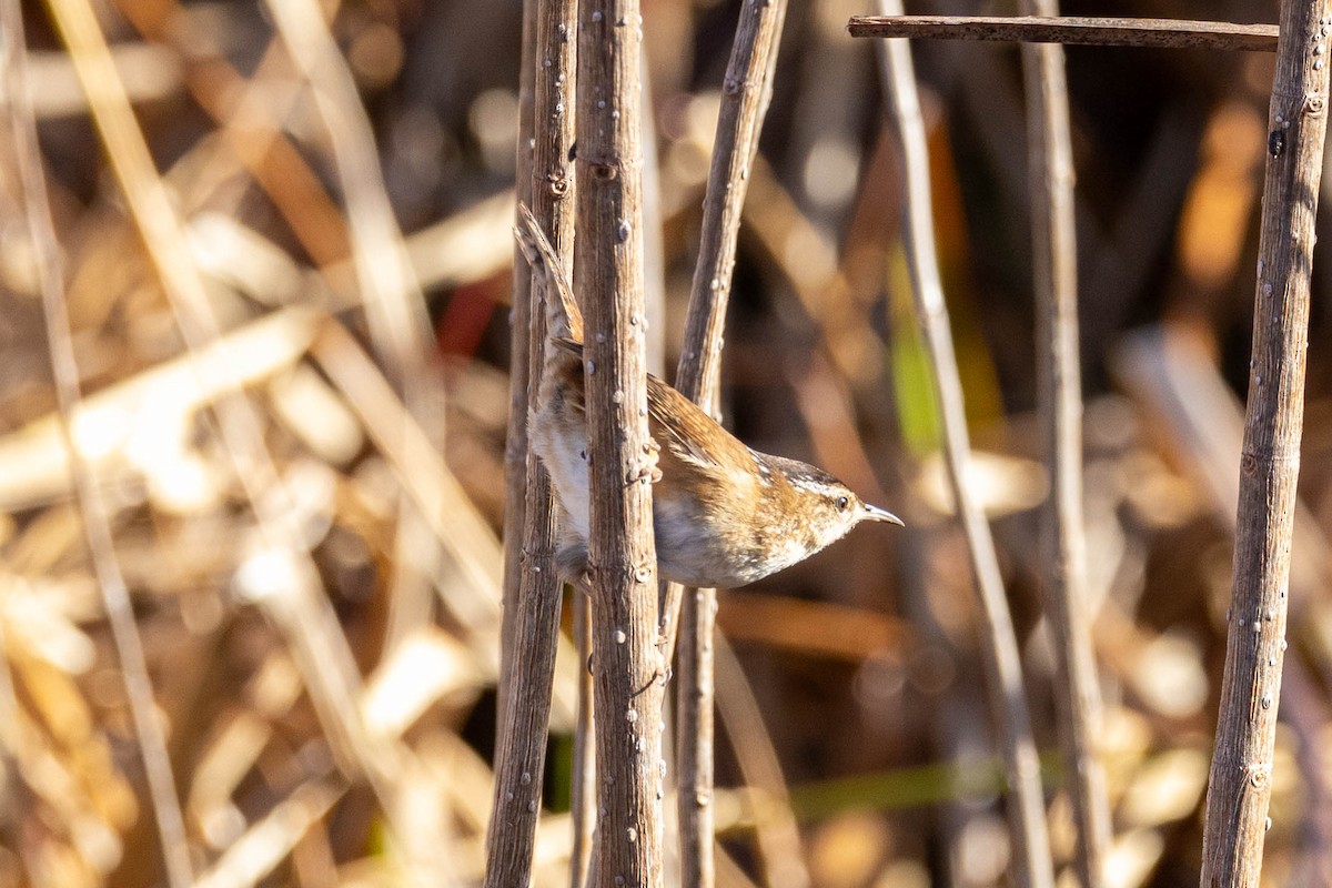 Marsh Wren - ML654611464