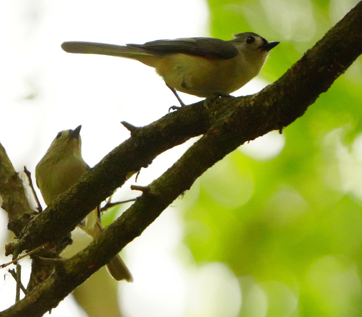Tufted Titmouse - ML654611487