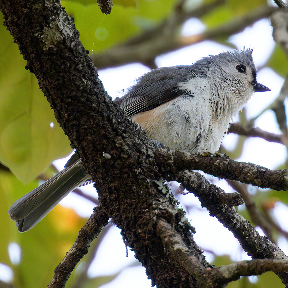 Tufted Titmouse - ML654611582