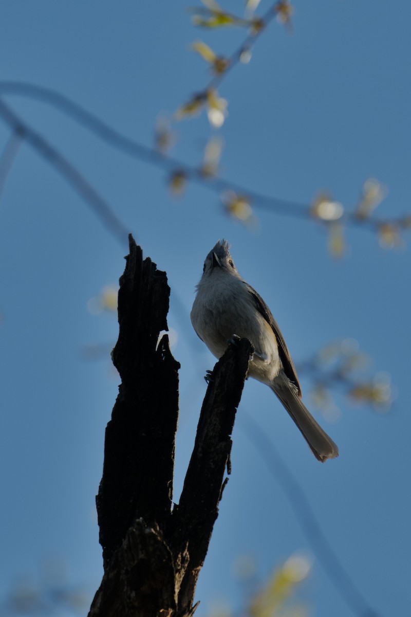 Tufted Titmouse - ML654611636