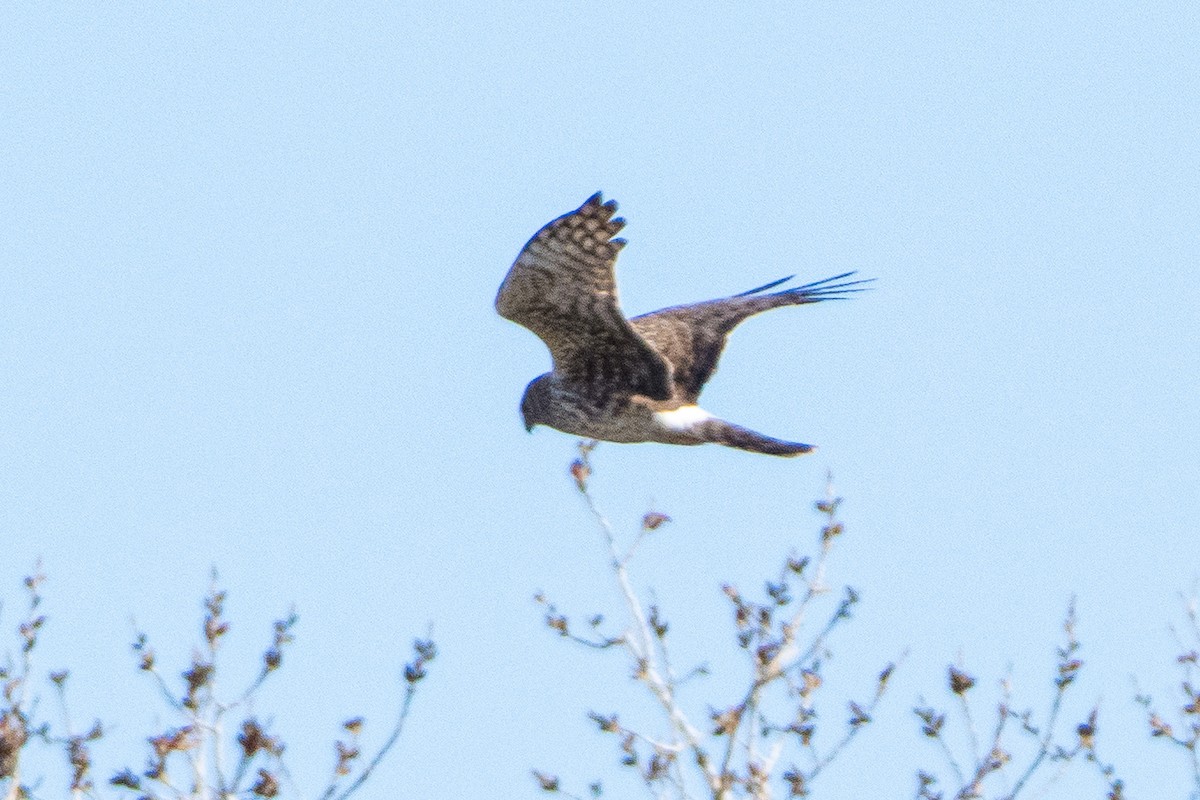 Mirotz zuri iparramerikarra - ML654611969