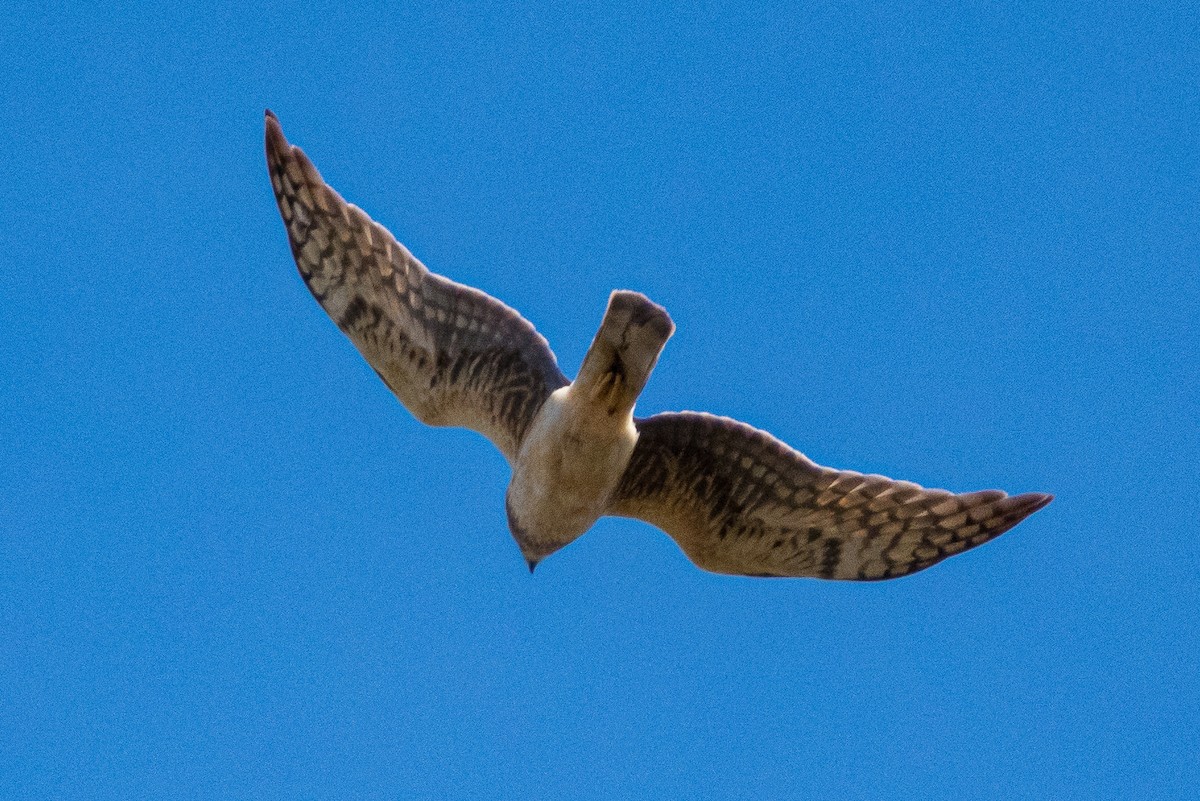 Mirotz zuri iparramerikarra - ML654611983