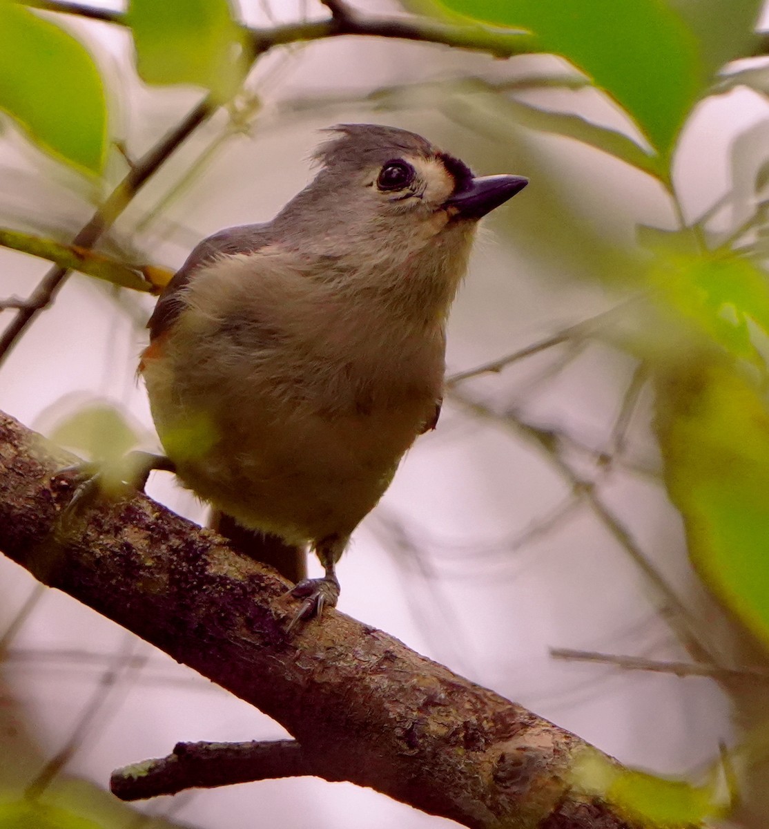 Tufted Titmouse - ML654612083