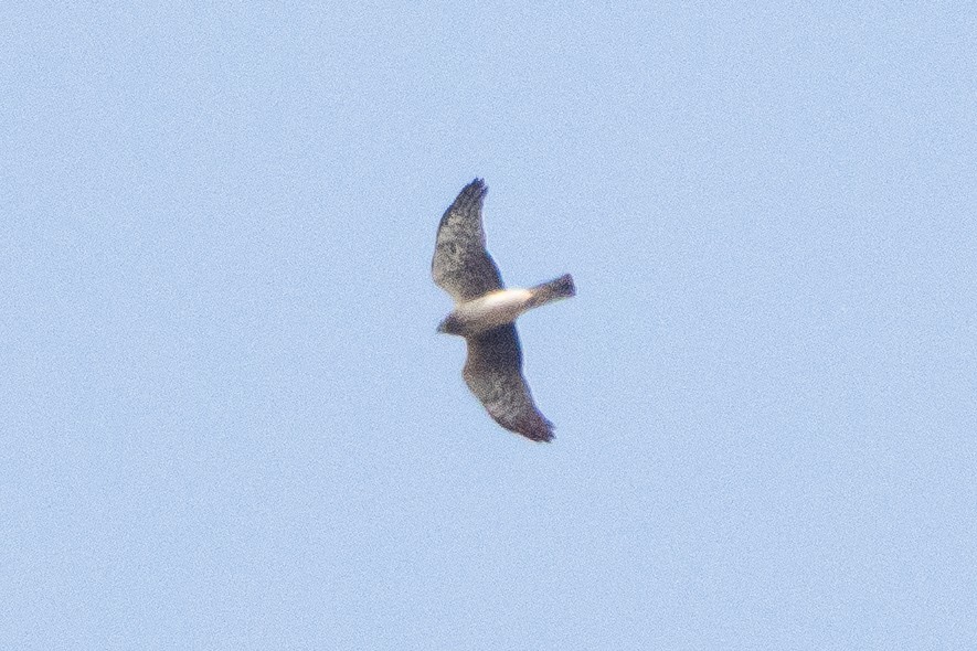 Mirotz zuri iparramerikarra - ML654612173