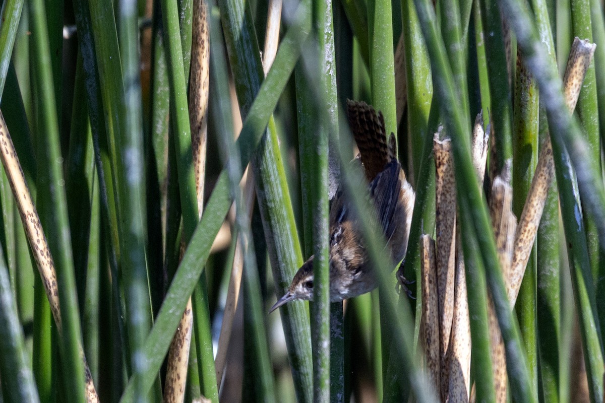 Marsh Wren - ML654612673