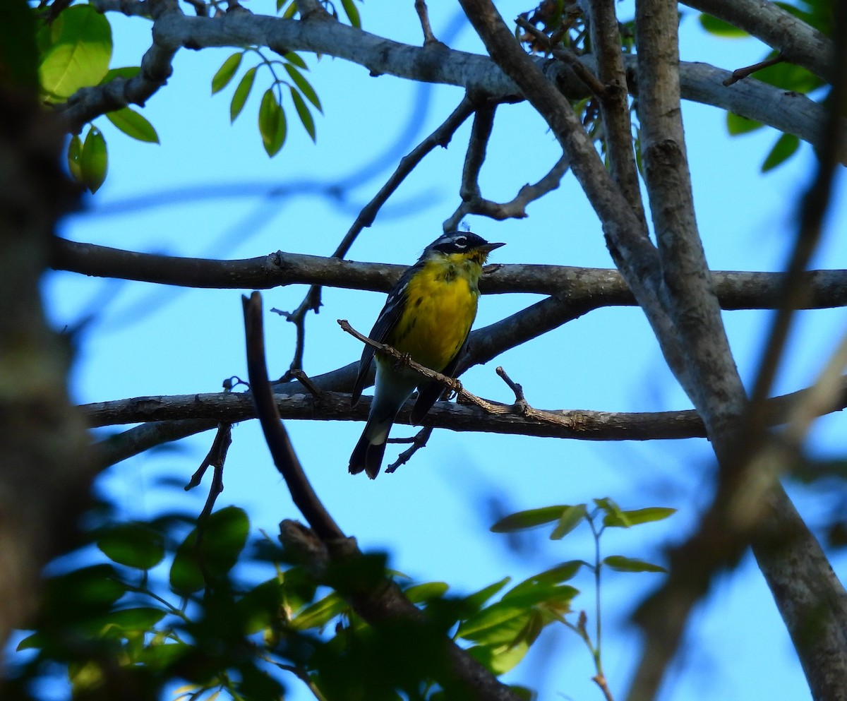 Magnolia Warbler - ML654612723