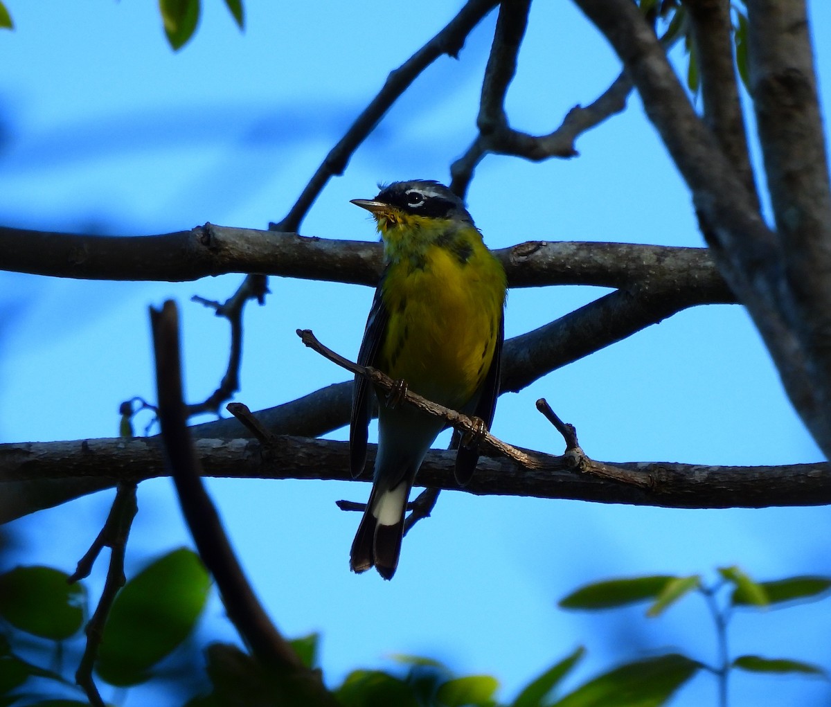 Magnolia Warbler - ML654612724