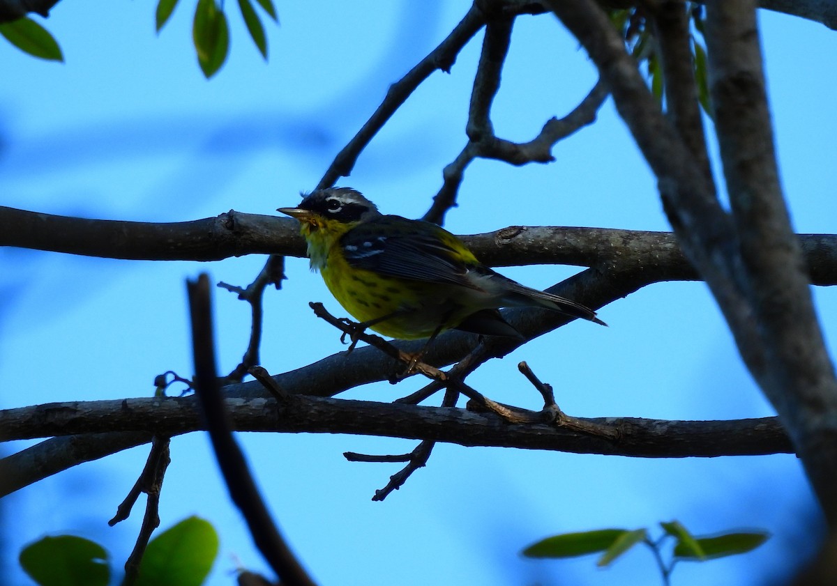 Magnolia Warbler - ML654612725