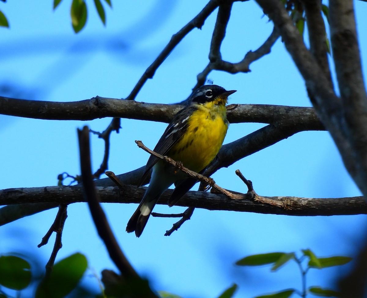Magnolia Warbler - ML654612726