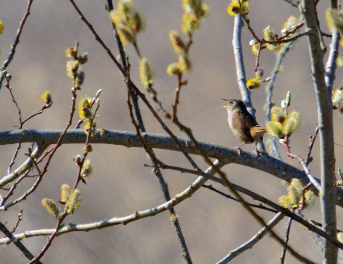 Marsh Wren - ML654612956