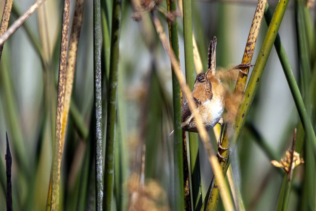 Marsh Wren - ML654613023