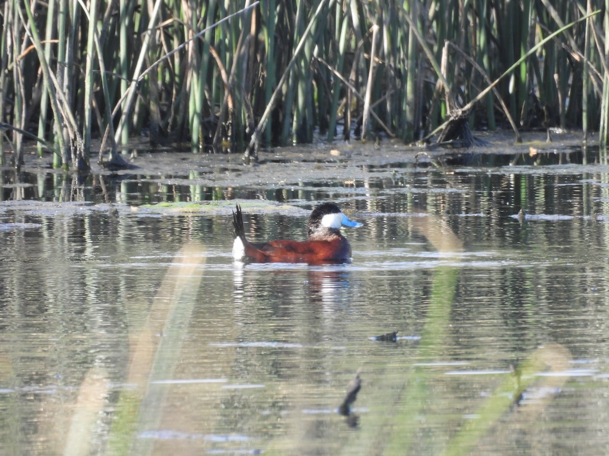Американская савка - ML654613077