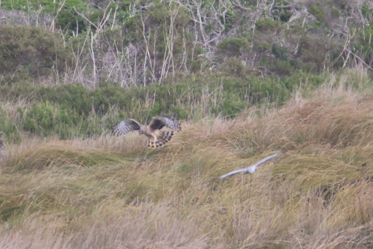 Mirotz zuri iparramerikarra - ML654613208