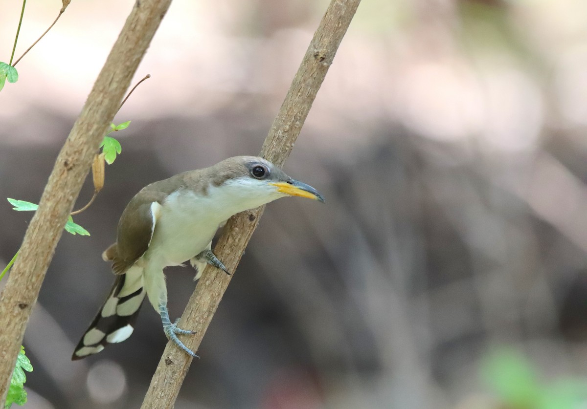 Yellow-billed Cuckoo - ML654613310