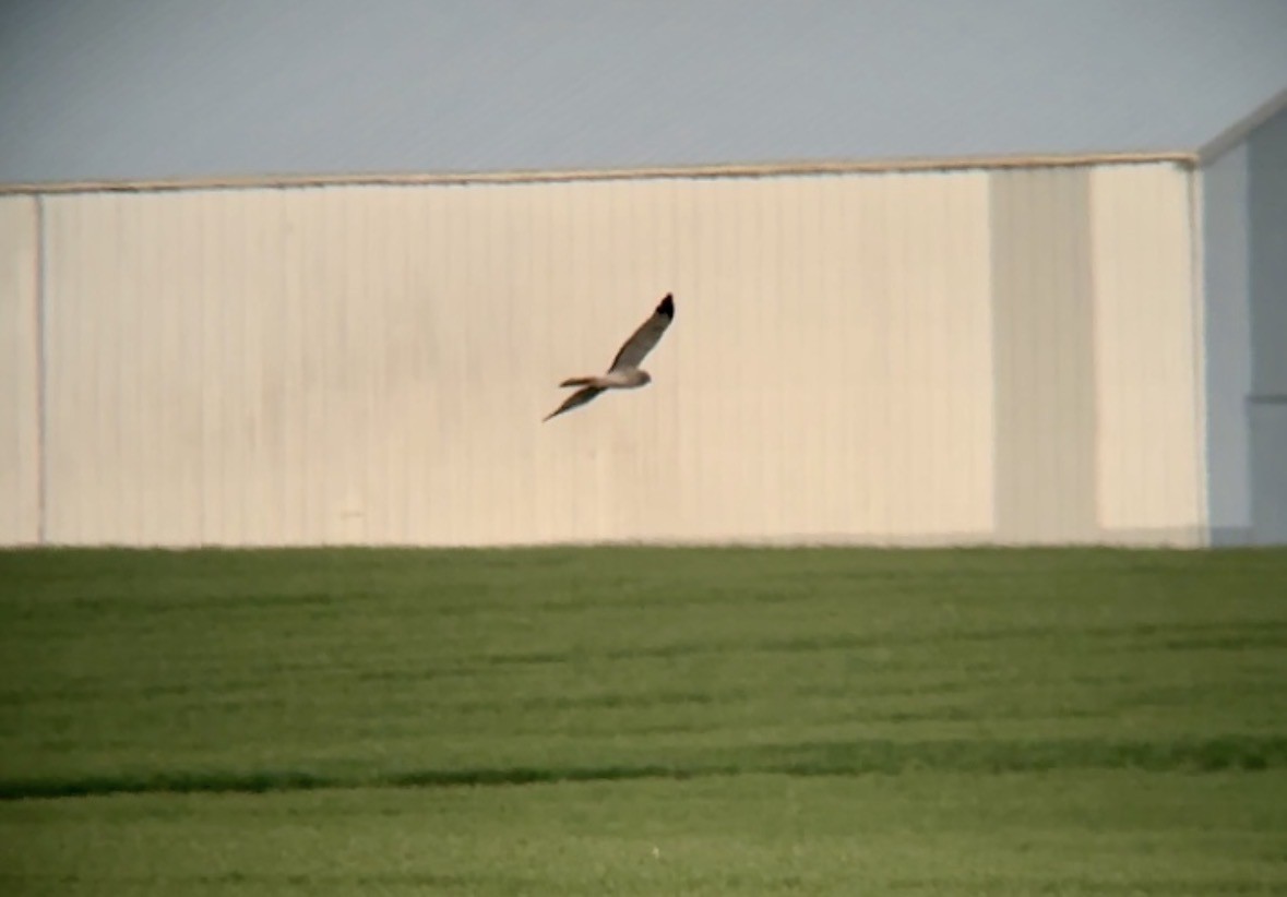 Mirotz zuri iparramerikarra - ML654614851