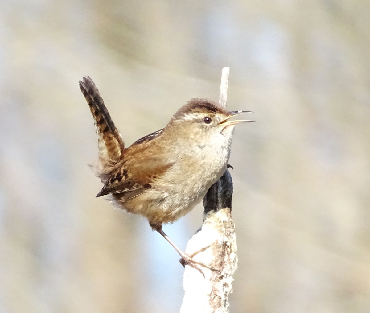 Marsh Wren - ML654614924