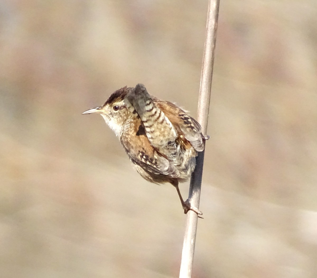 Marsh Wren - ML654614925