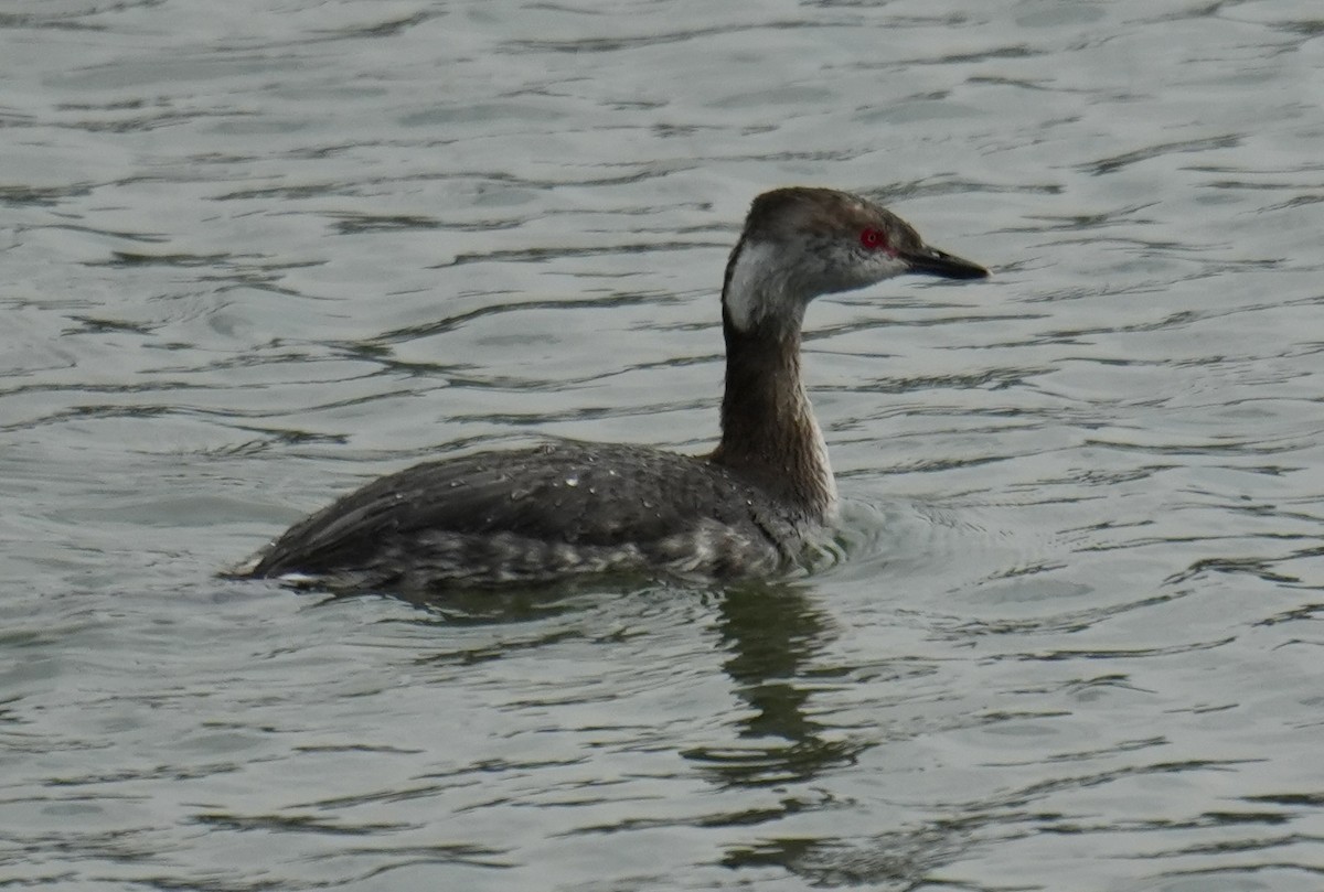 Horned Grebe - ML654614983