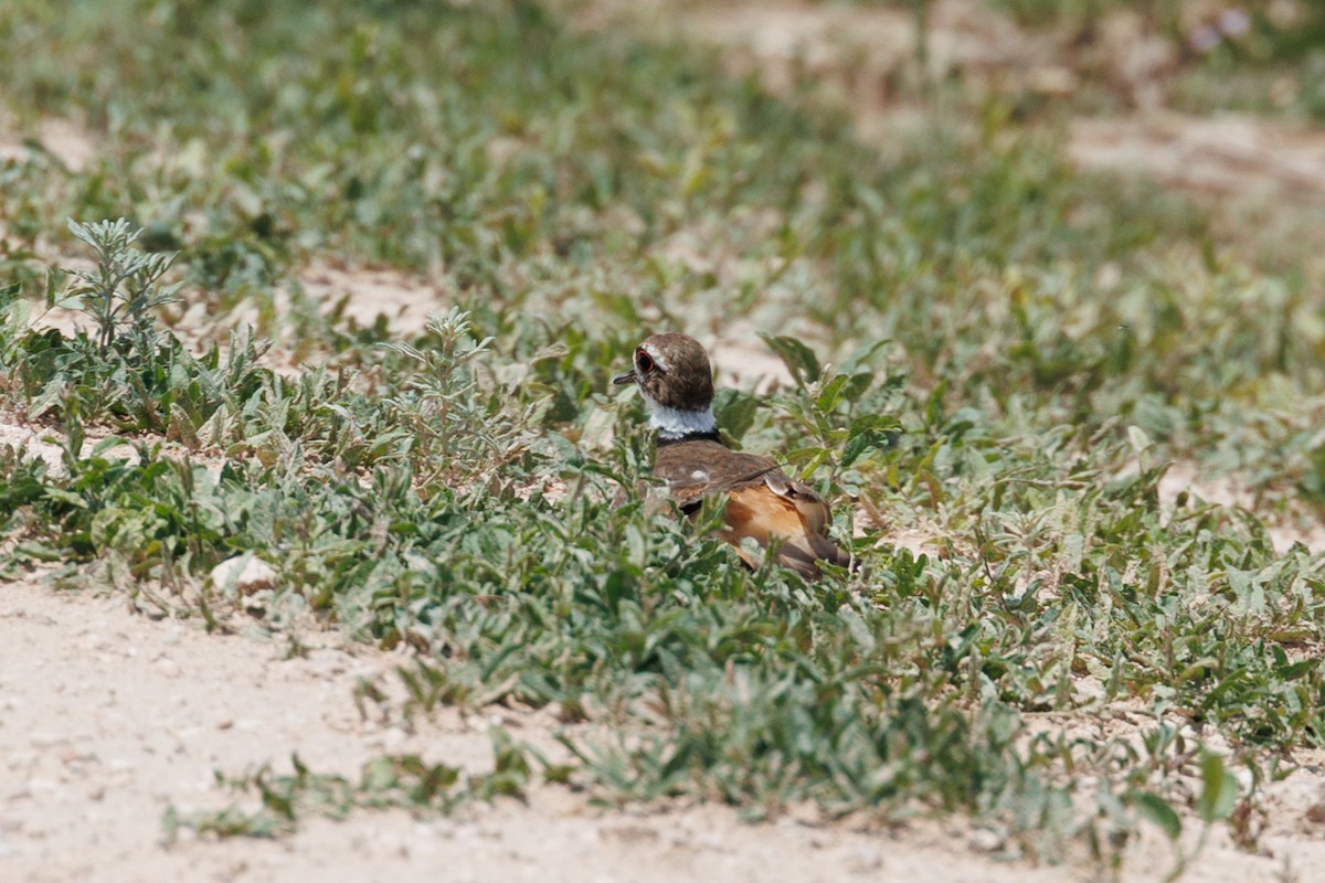 Keilschwanz-Regenpfeifer - ML654615815