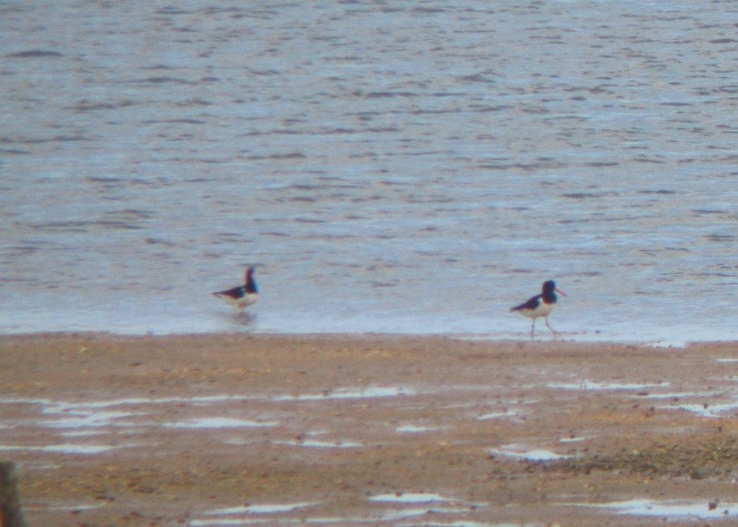 Eurasian Oystercatcher - ML65461591