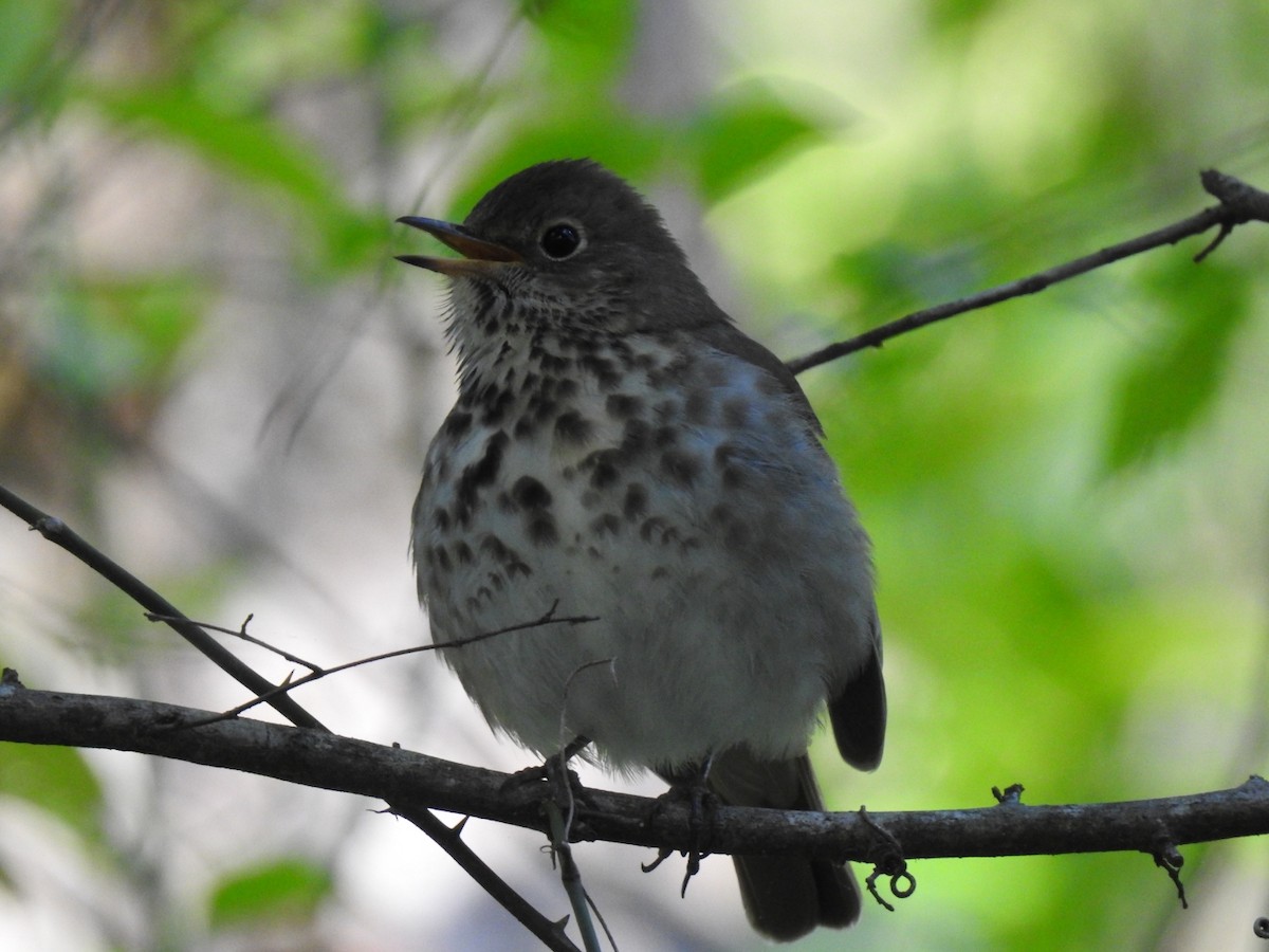 Дрізд-короткодзьоб плямистоволий - ML654616263