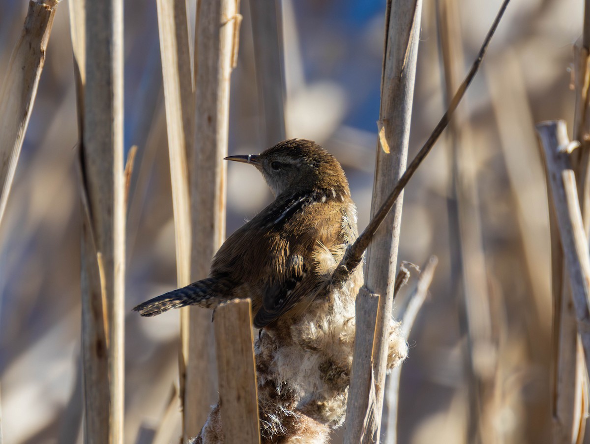 Marsh Wren - ML654616630