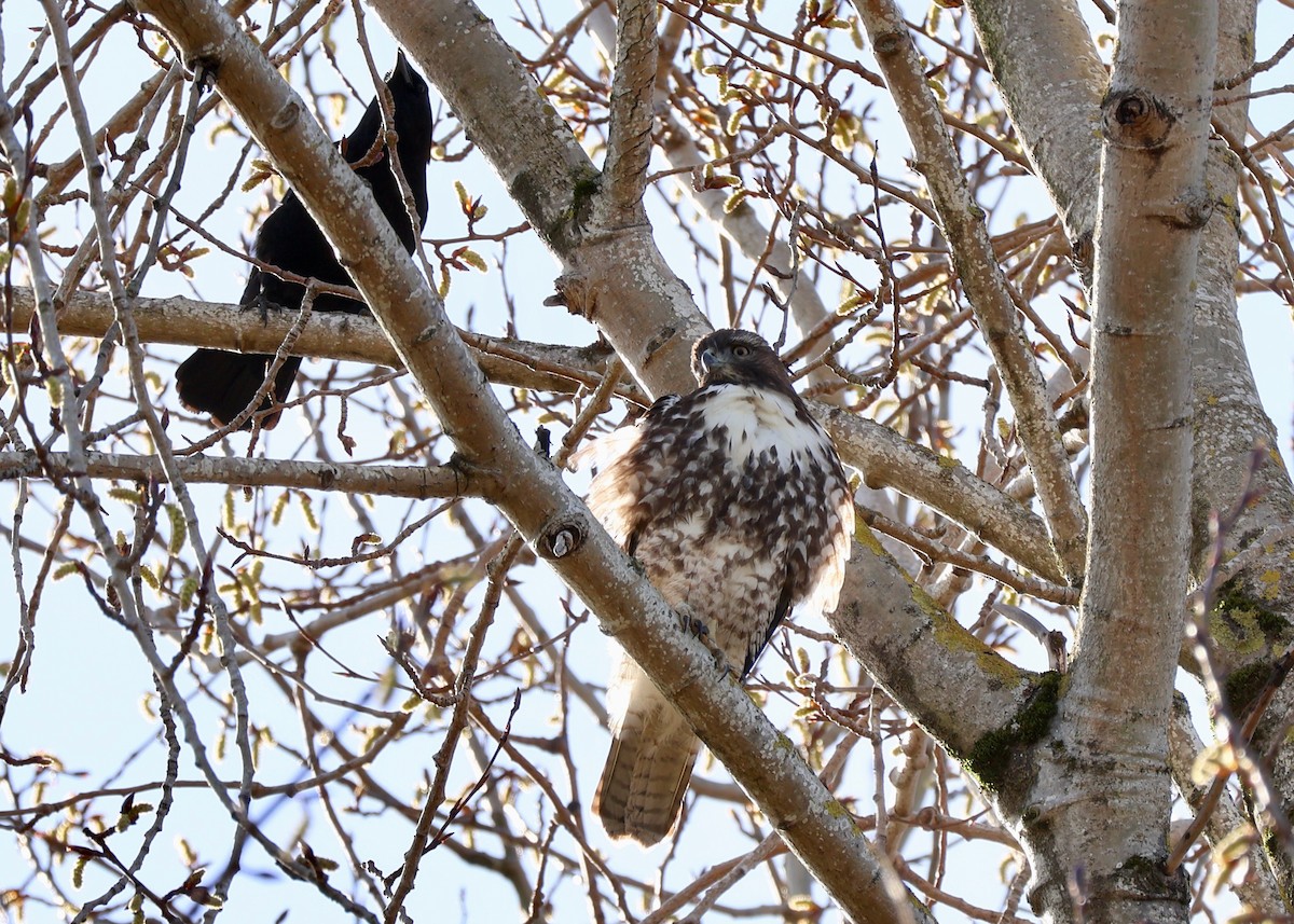 Red-tailed Hawk - ML654617202