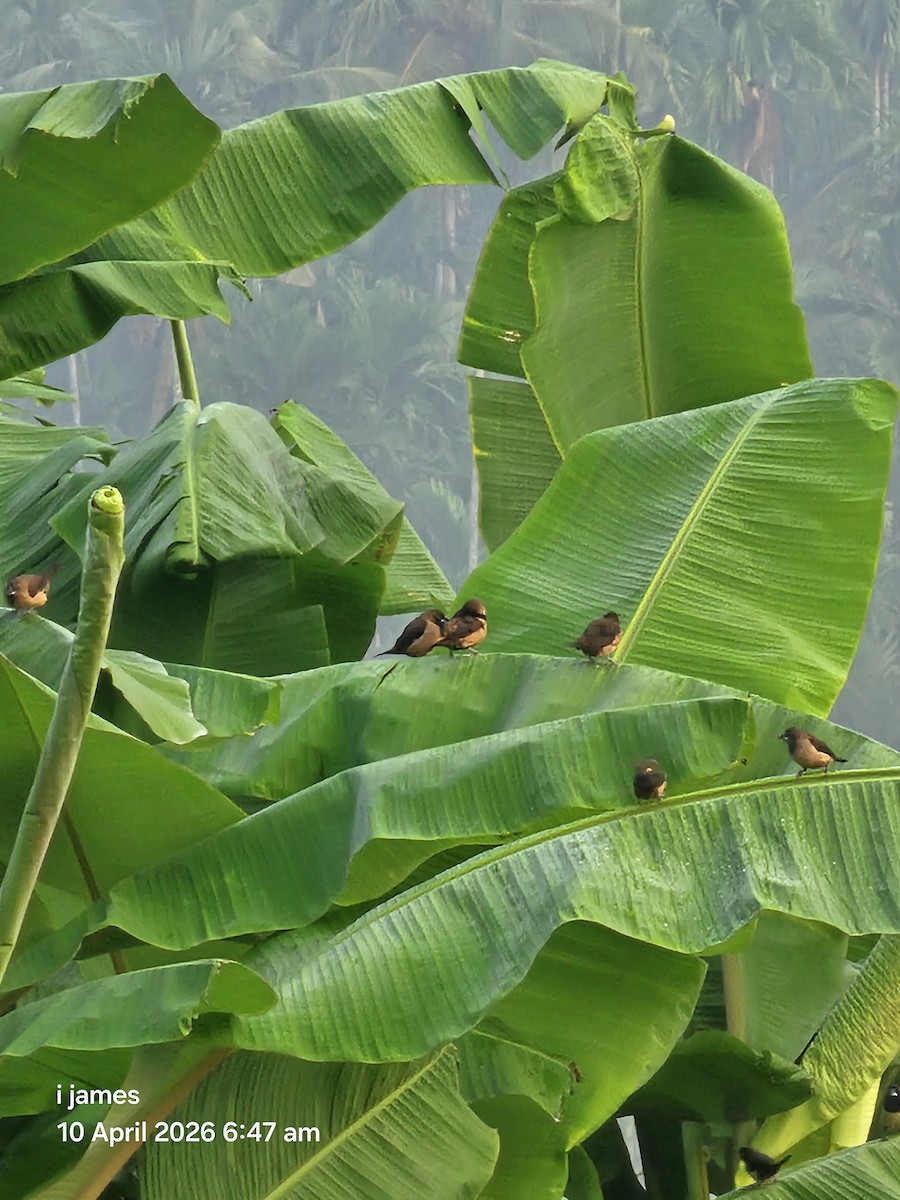 Bergbronzemännchen - ML654617663