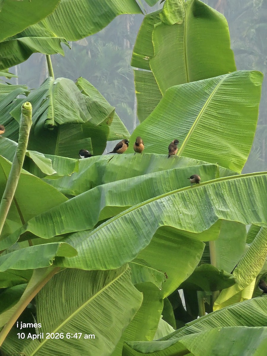 Bergbronzemännchen - ML654617664