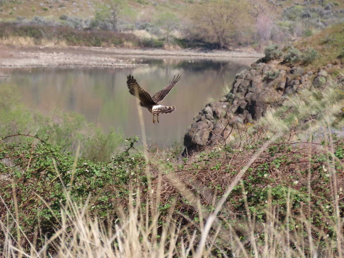 Mirotz zuri iparramerikarra - ML654617874