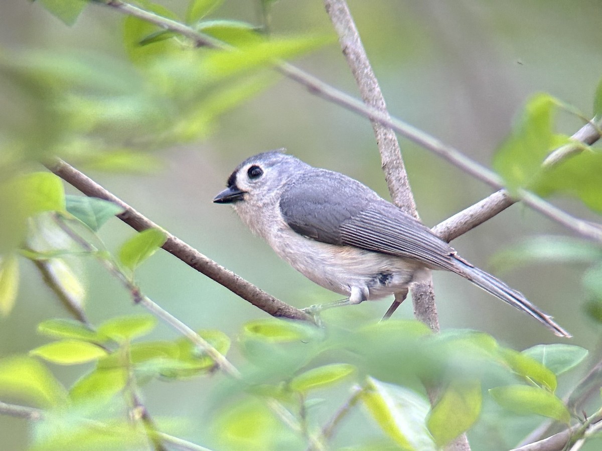 Tufted Titmouse - ML654617931