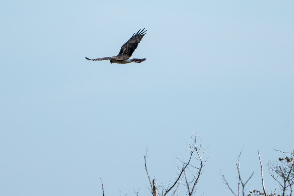 Mirotz zuri iparramerikarra - ML654618004