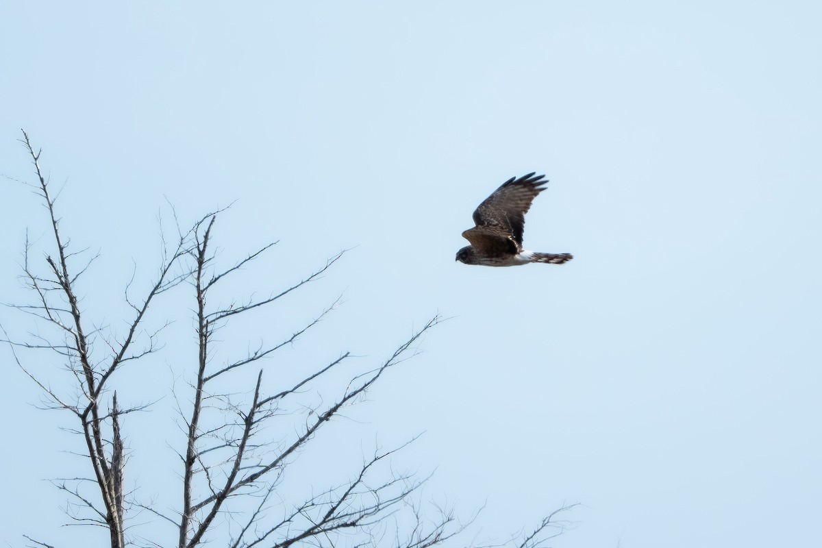 Mirotz zuri iparramerikarra - ML654618005