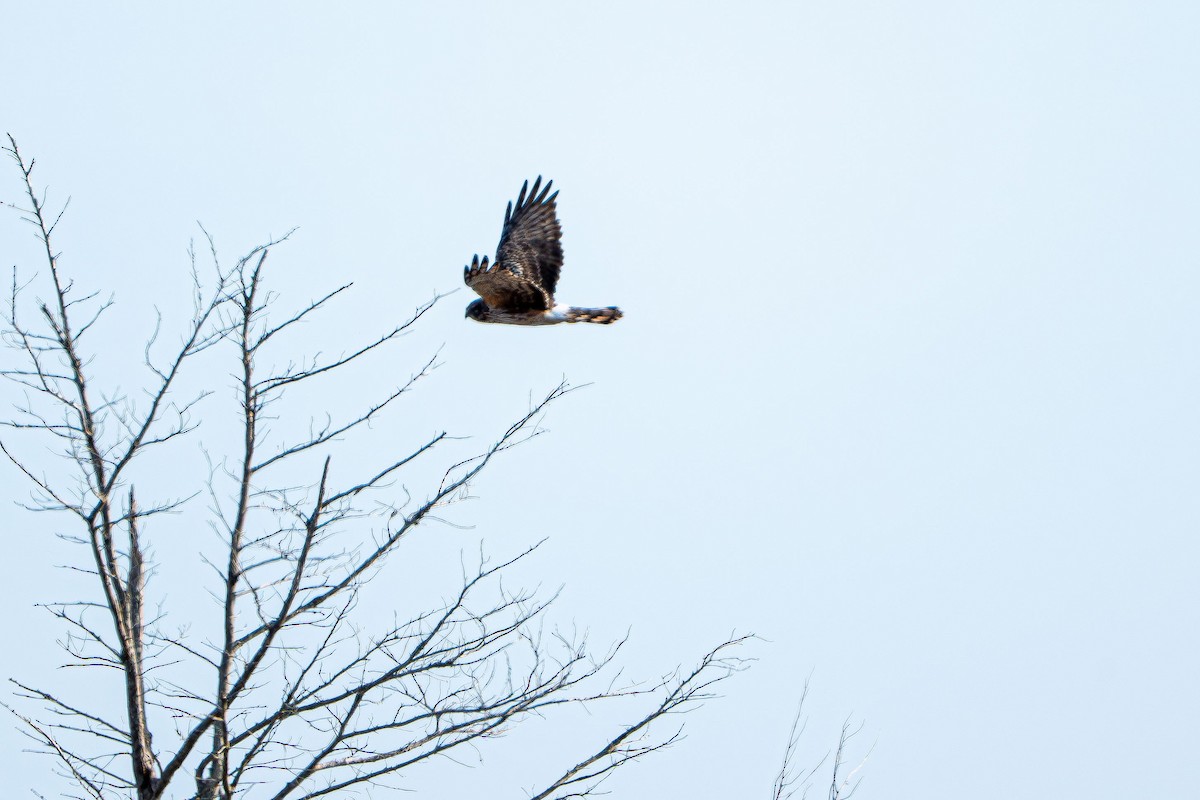 Mirotz zuri iparramerikarra - ML654618006