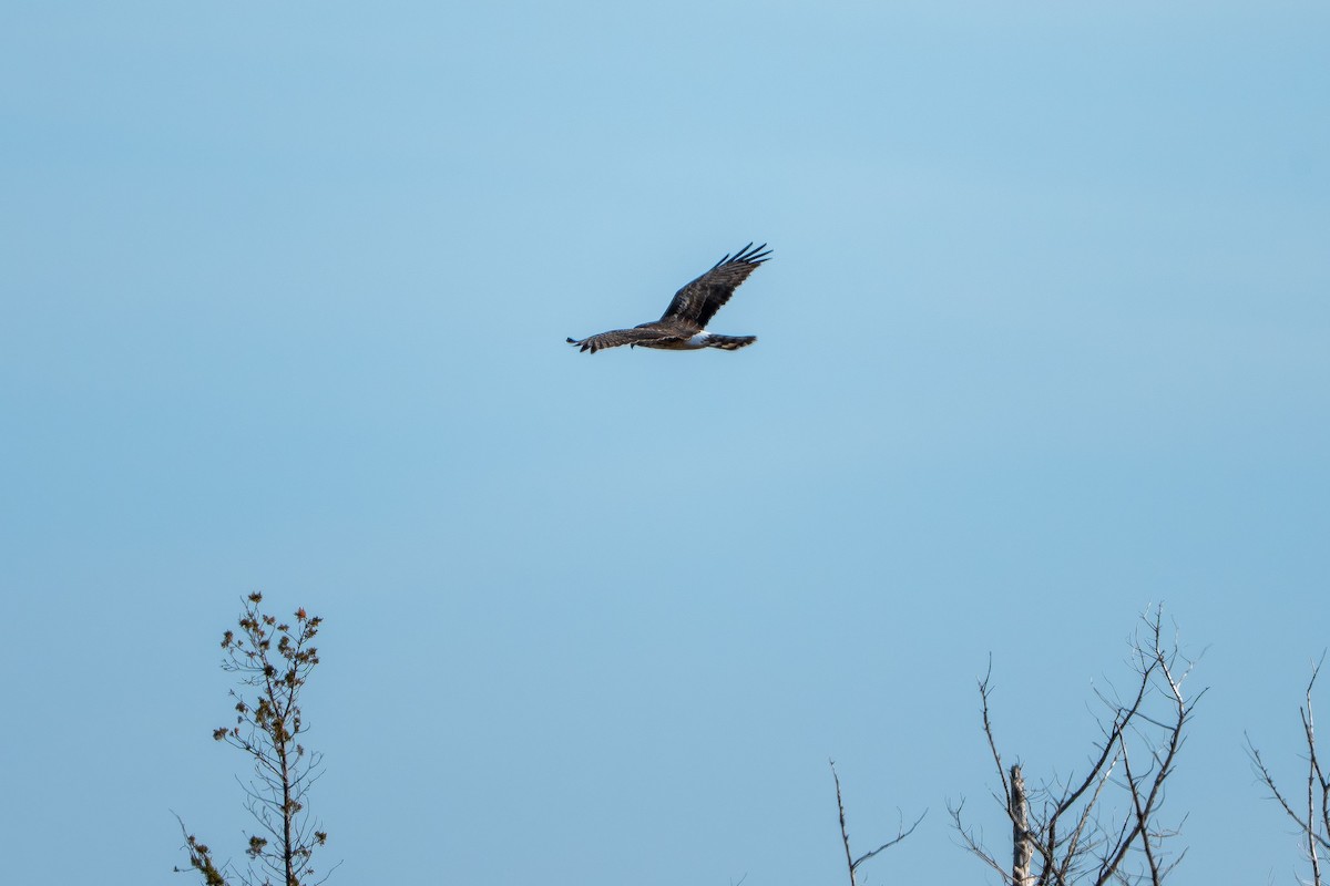 Mirotz zuri iparramerikarra - ML654618007