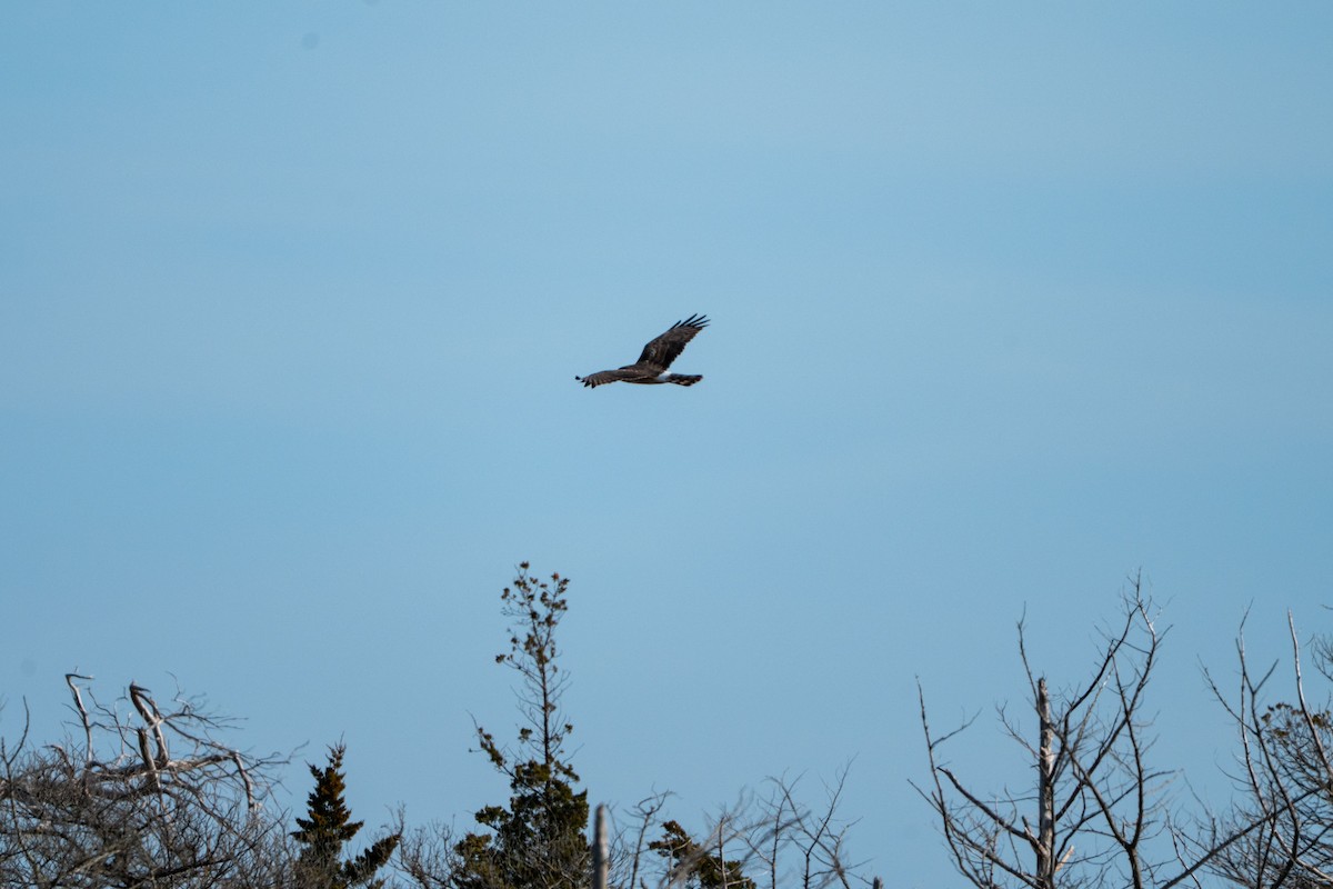 Mirotz zuri iparramerikarra - ML654618008