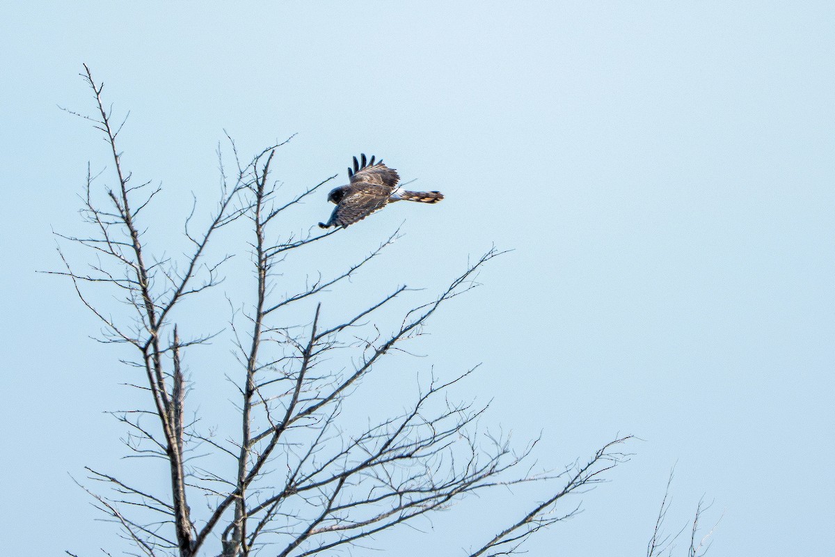 Mirotz zuri iparramerikarra - ML654618009