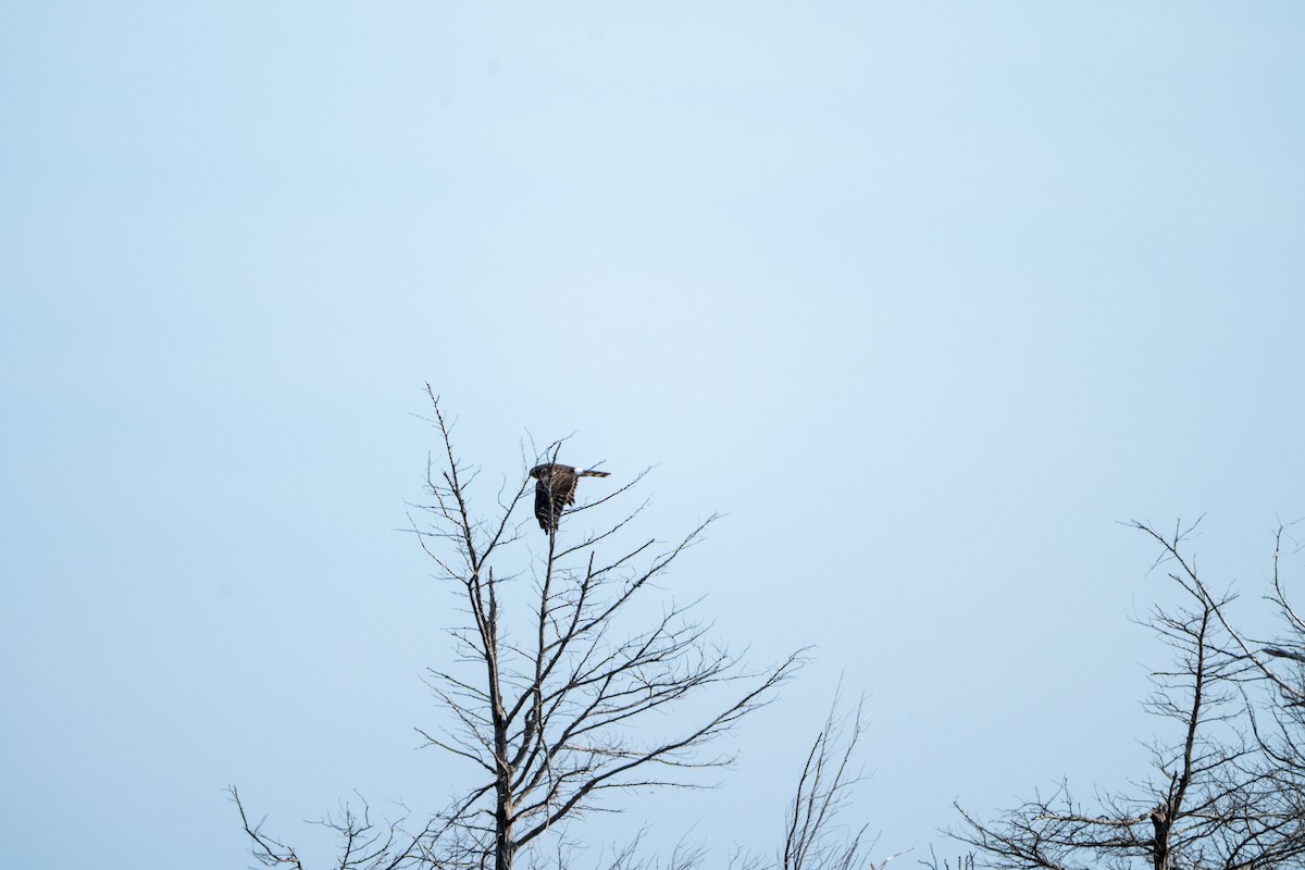 Mirotz zuri iparramerikarra - ML654618011