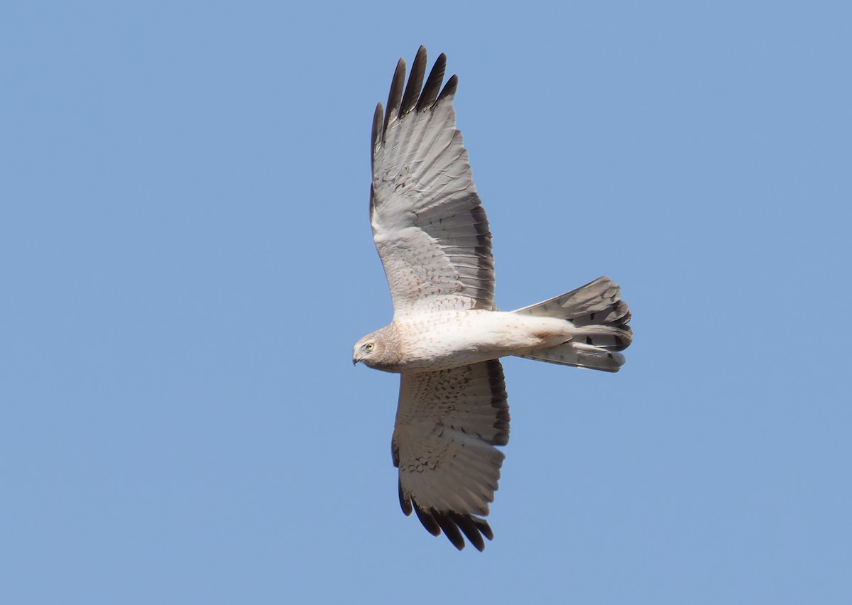 Mirotz zuri iparramerikarra - ML654618177