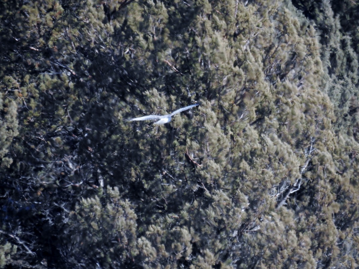 Mirotz zuri iparramerikarra - ML654618266