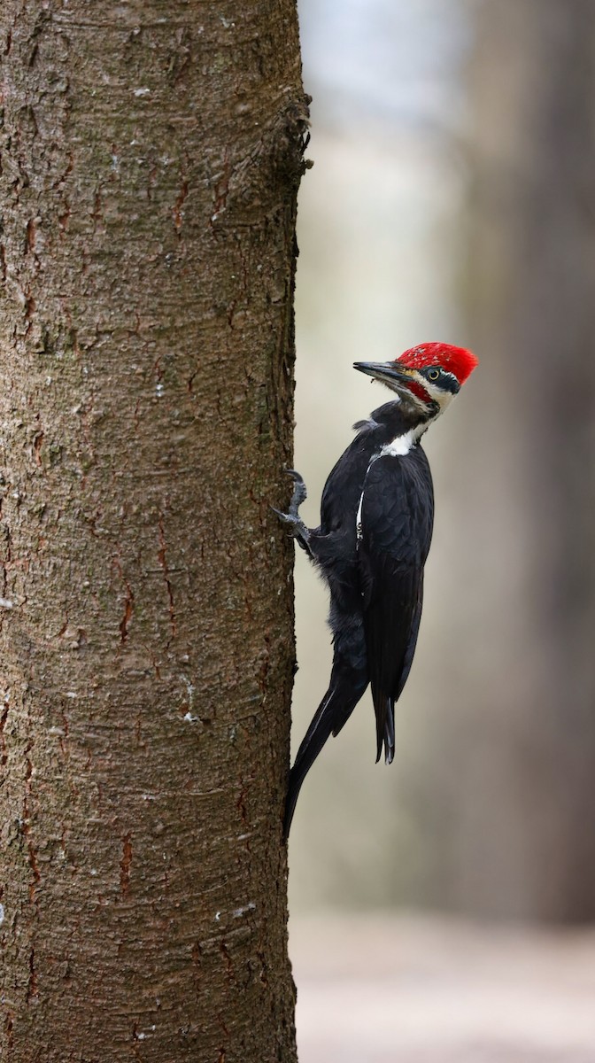 Pileated Woodpecker - ML654618600