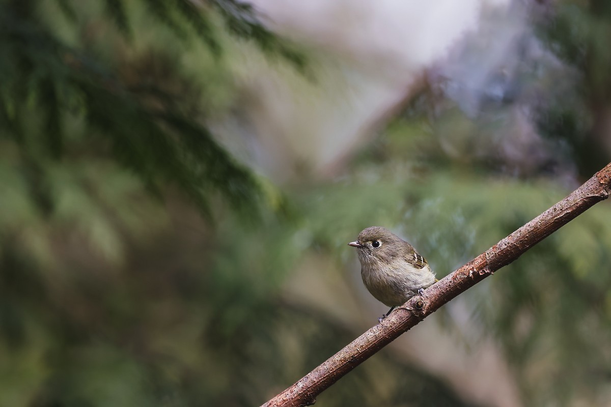Hutton's Vireo - ML654618609