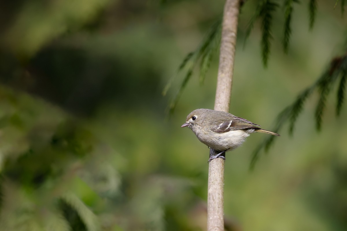 Hutton's Vireo - ML654618614