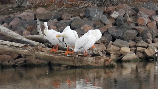 American White Pelican - ML654618742