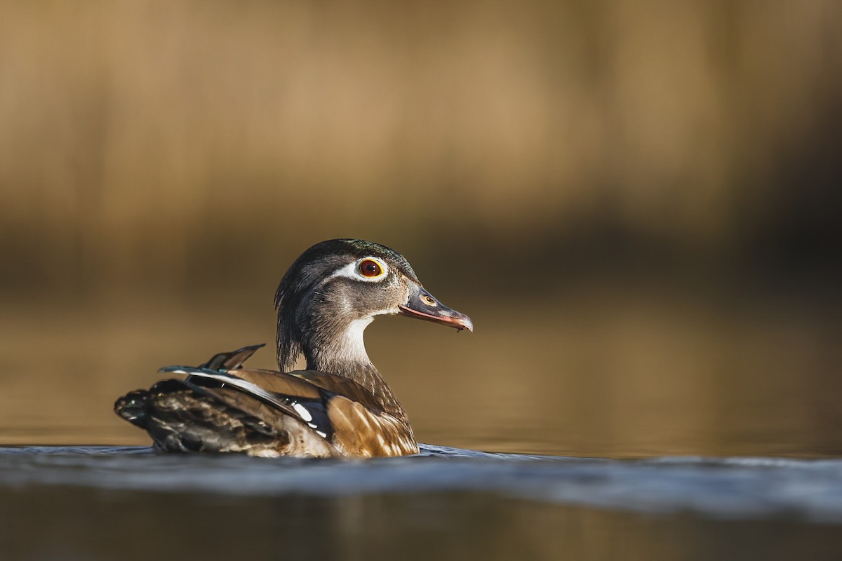 Wood Duck - ML654619010