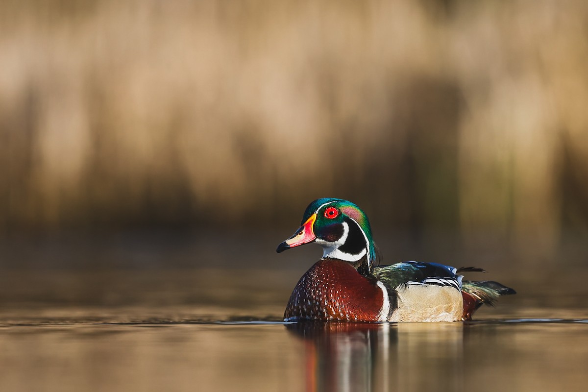 Wood Duck - ML654619012