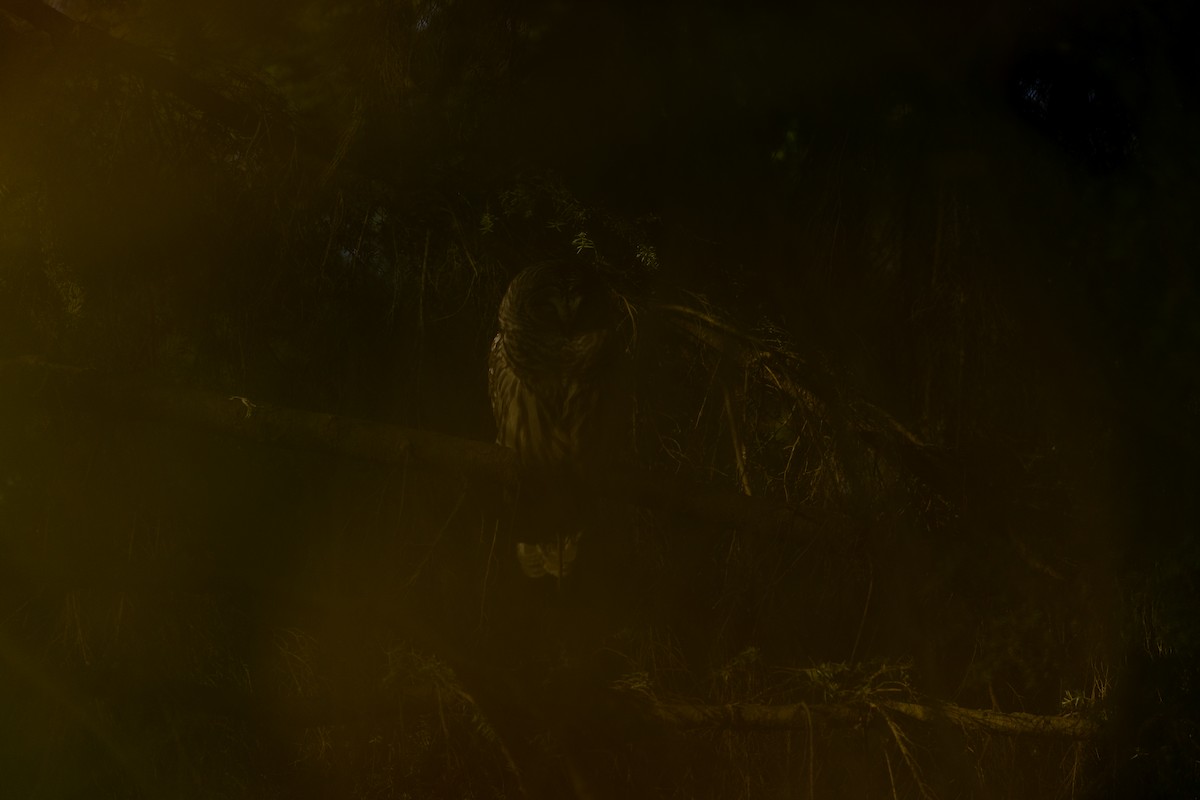 Barred Owl - ML654619465