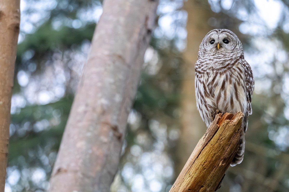 Barred Owl - ML654619466